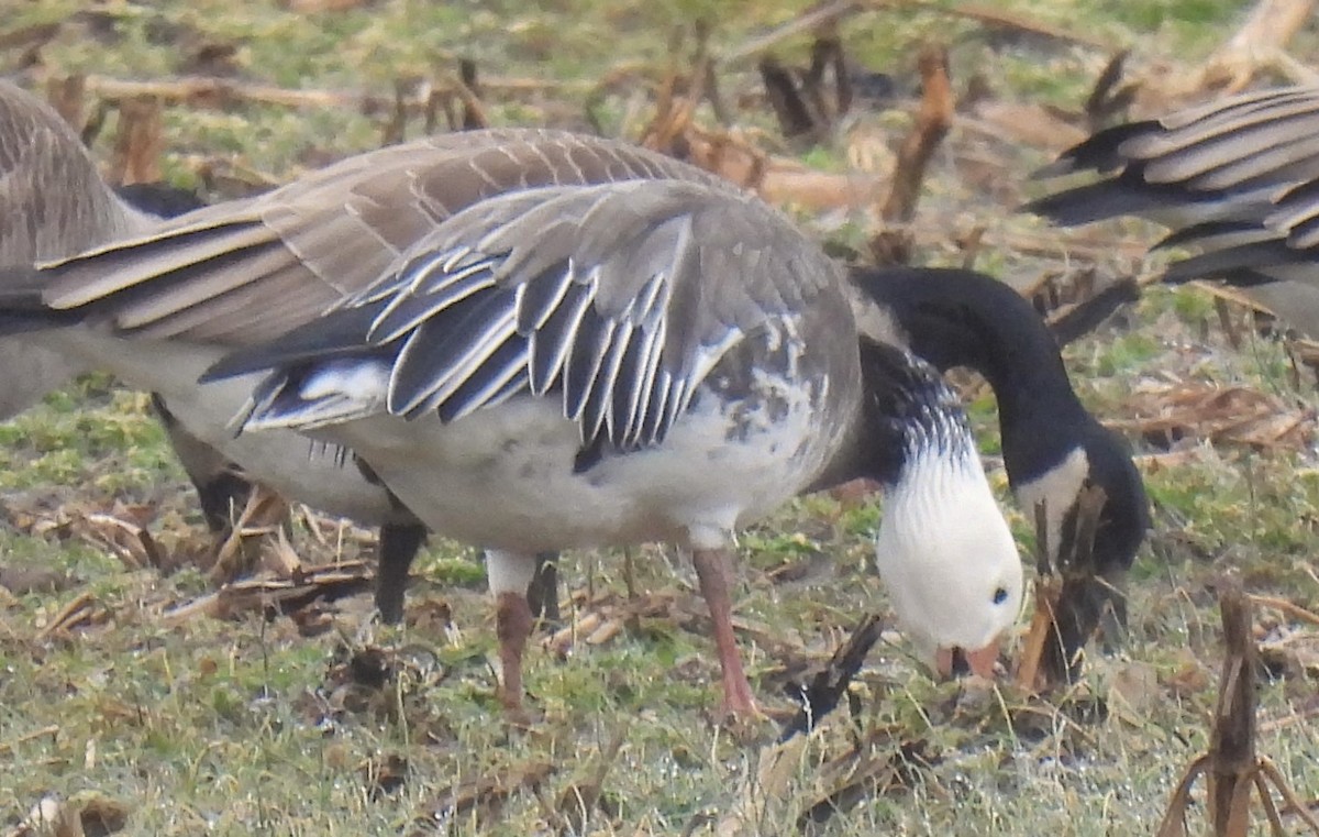 Snow Goose - ML614021065