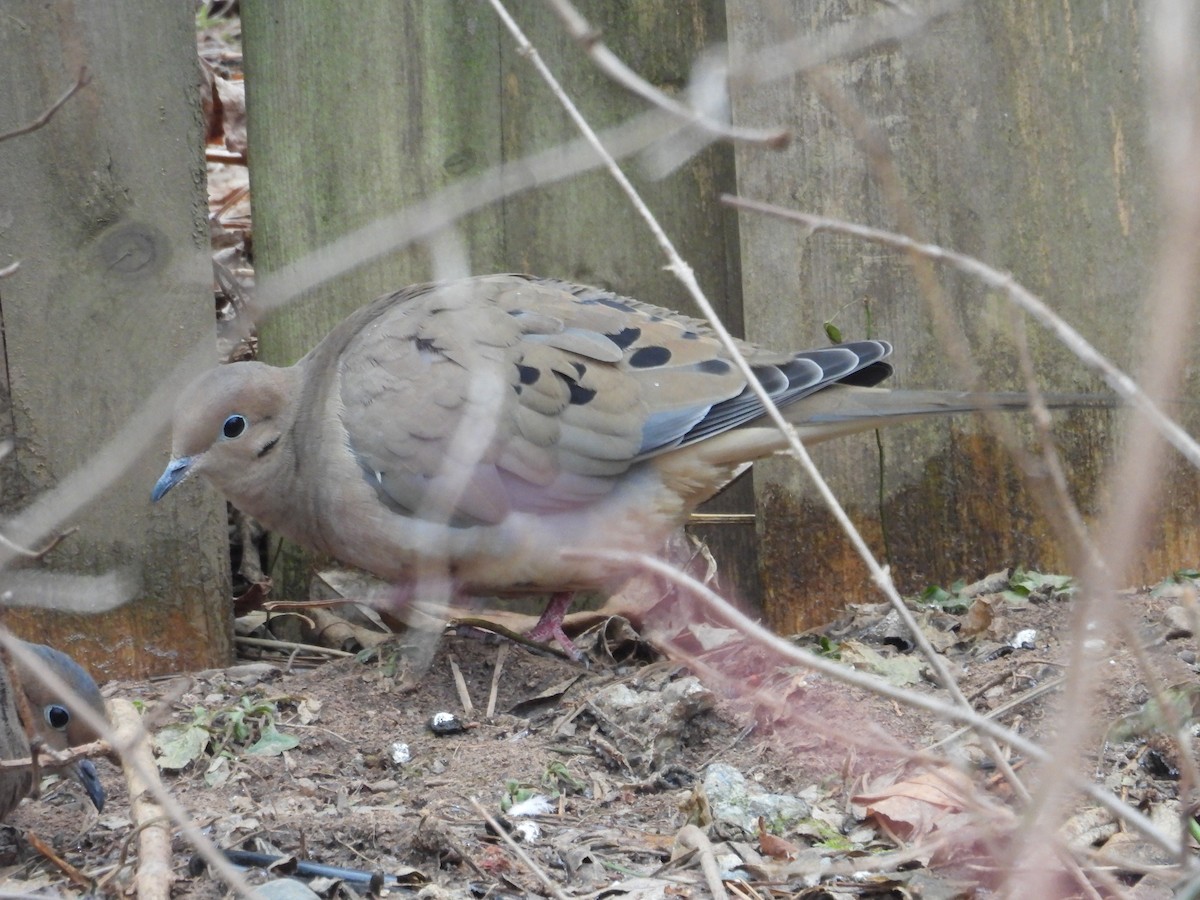 Mourning Dove - ML614021066