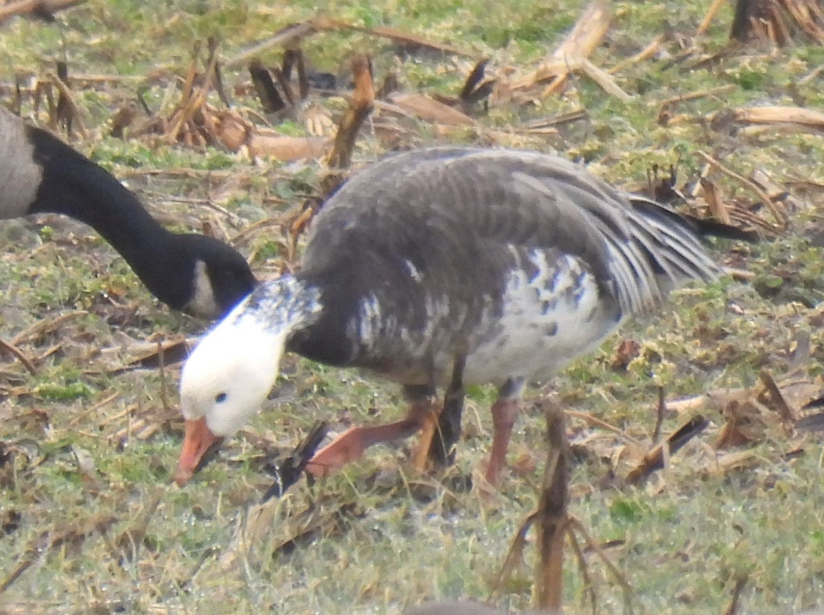 Snow Goose - ML614021082