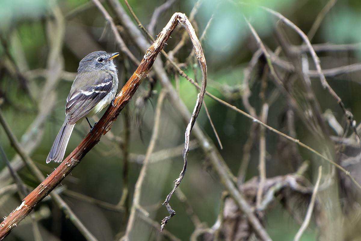 Gray-breasted Flycatcher - Daniel López-Velasco | Ornis Birding Expeditions