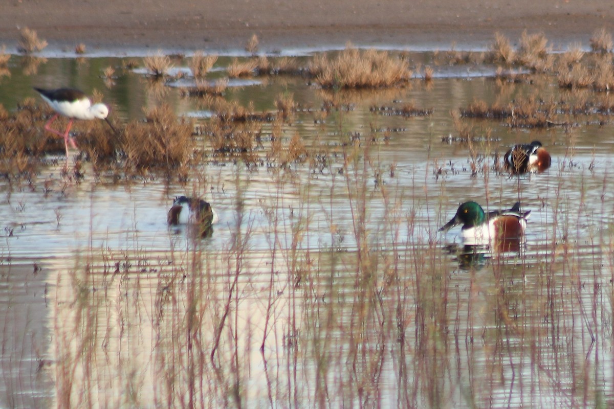 Northern Shoveler - Sebastián  Giraldo Dávila