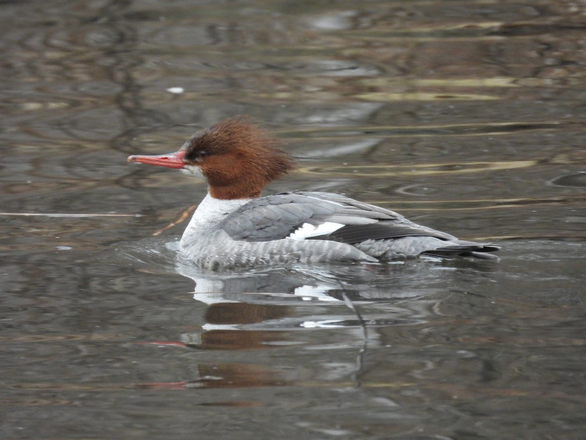 Common Merganser - ML614021198