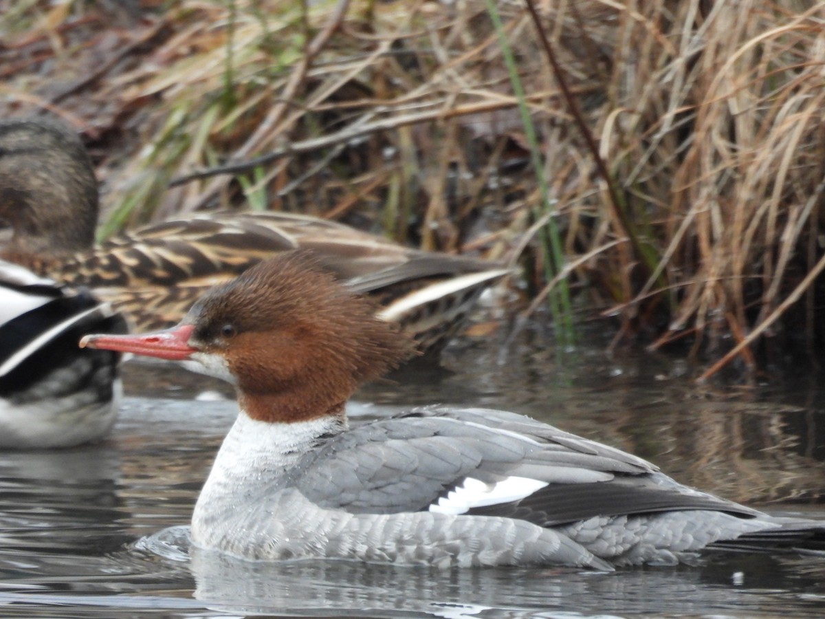 Common Merganser - ML614021204