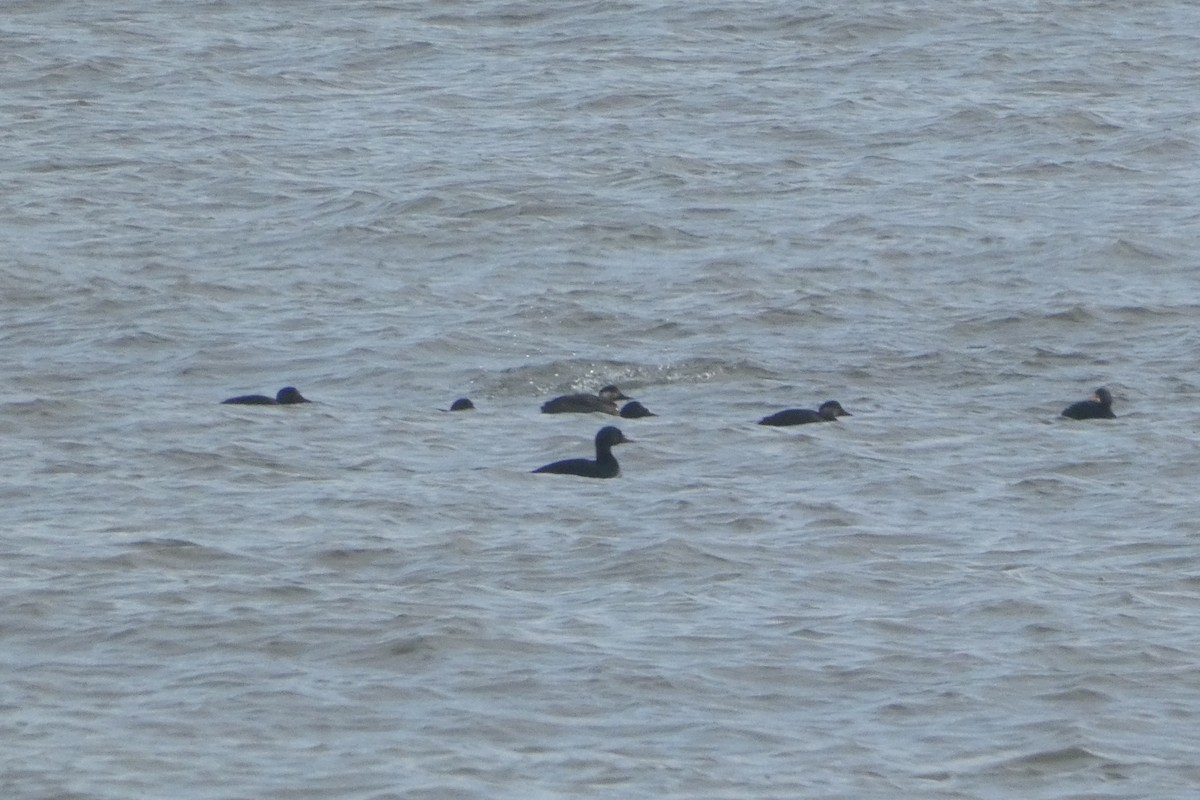 Common Scoter - Zdeněk Selinger