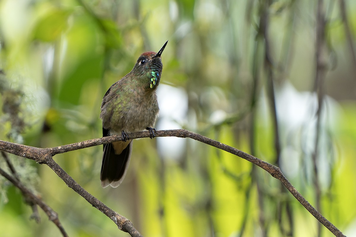 Rufous-capped Thornbill - Daniel López-Velasco | Ornis Birding Expeditions