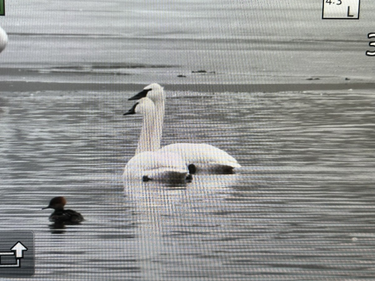 Smergo dal cappuccio - ML614021275