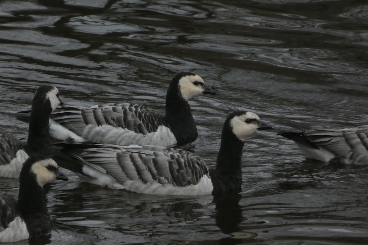 Barnacle Goose - ML614021405