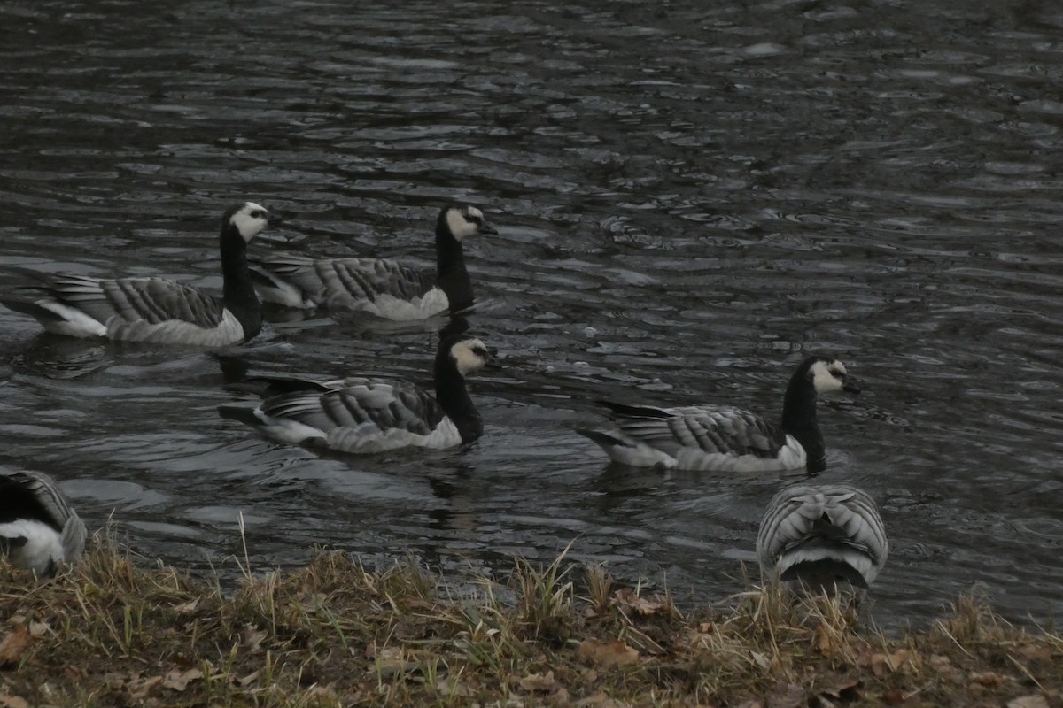 Barnacle Goose - ML614021407