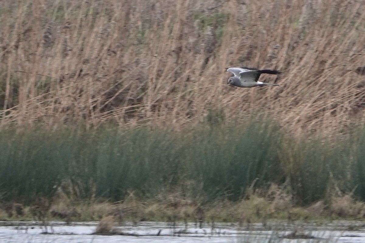 Hen Harrier - ML614021420