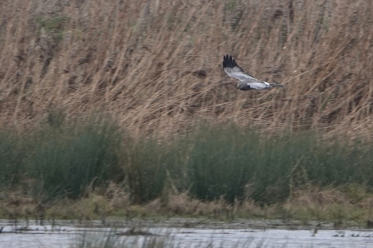 Aguilucho Pálido - ML614021422