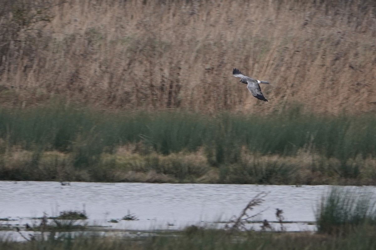 Hen Harrier - ML614021423