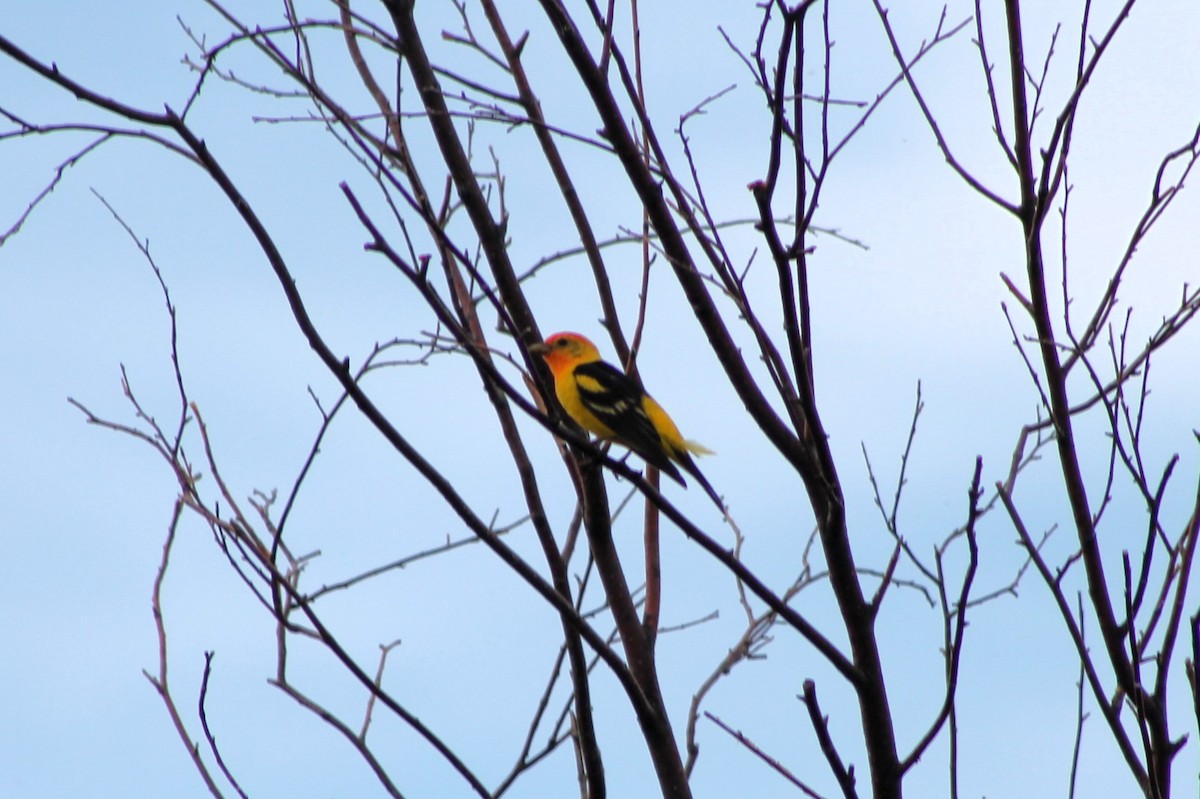Western Tanager - ML614021461