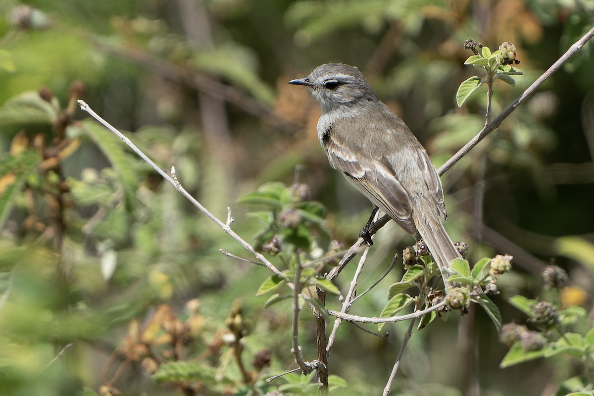 Marañon Tyrannulet - ML614021510