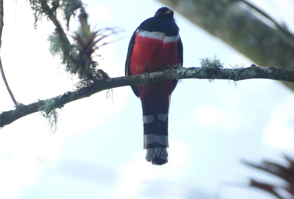 Trogon masqué - ML614021513