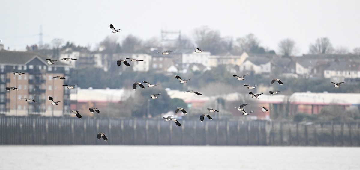 Northern Lapwing - ML614021552