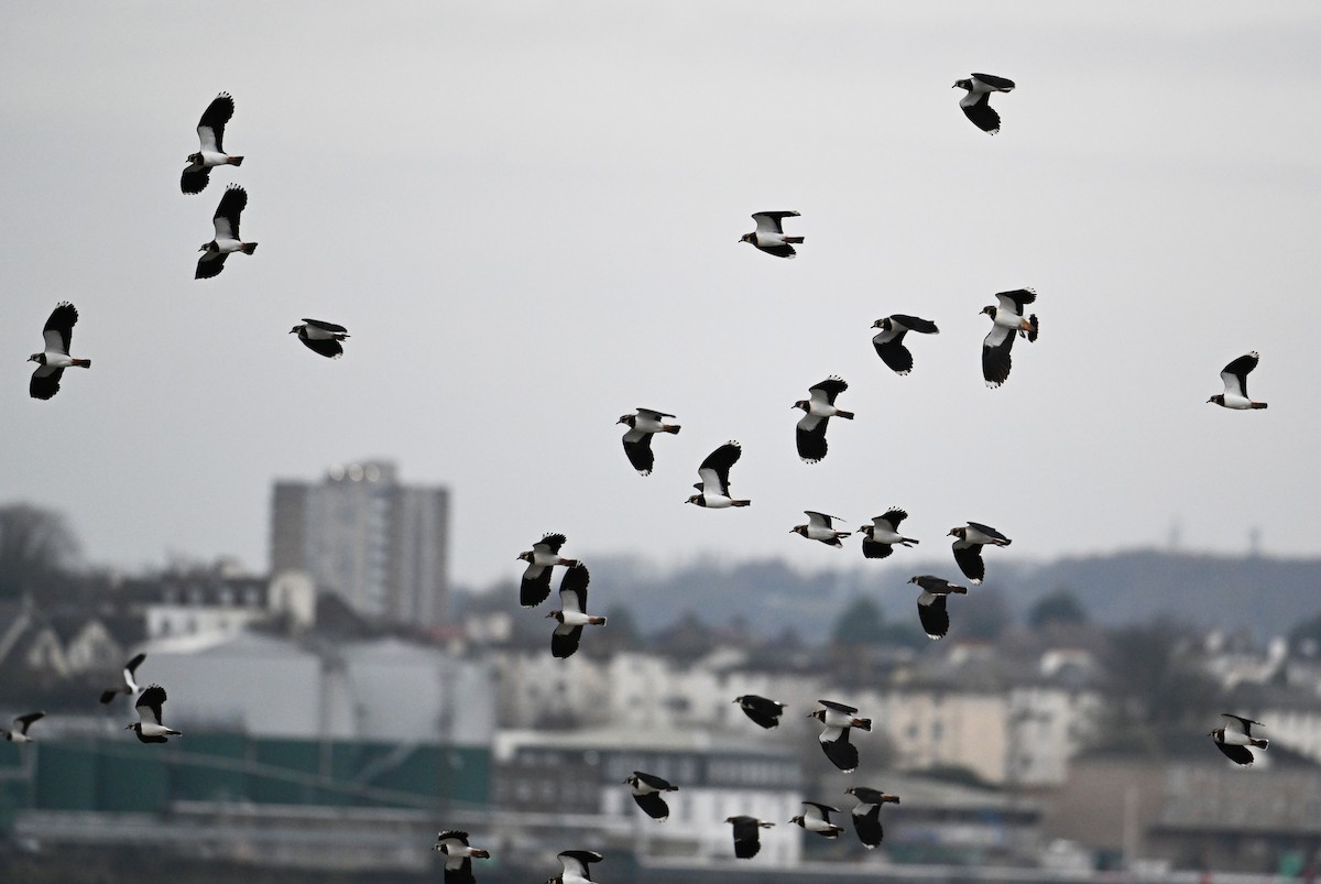 Northern Lapwing - ML614021553