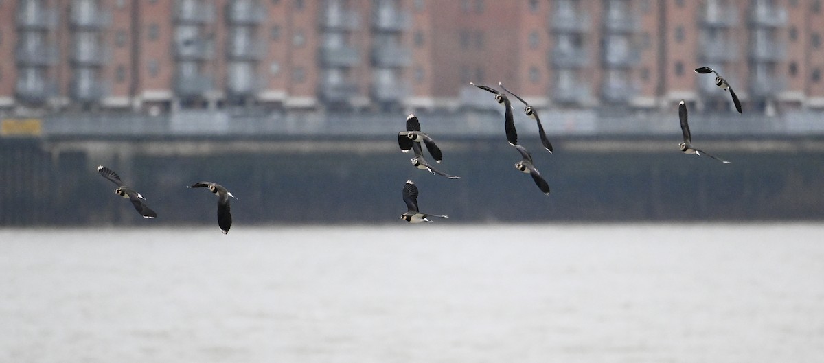 Northern Lapwing - ML614021554