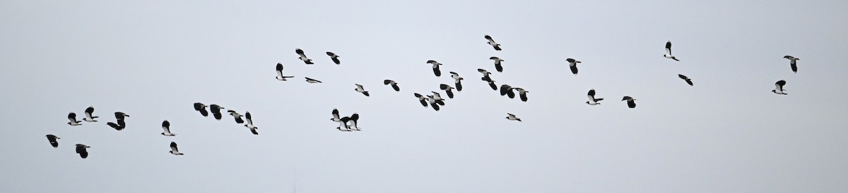 Northern Lapwing - ML614021555