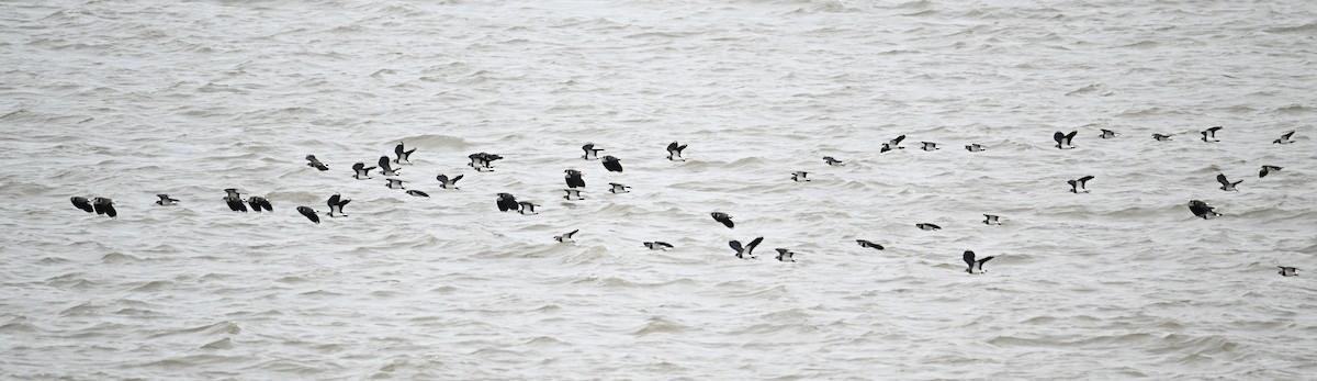 Northern Lapwing - ML614021556