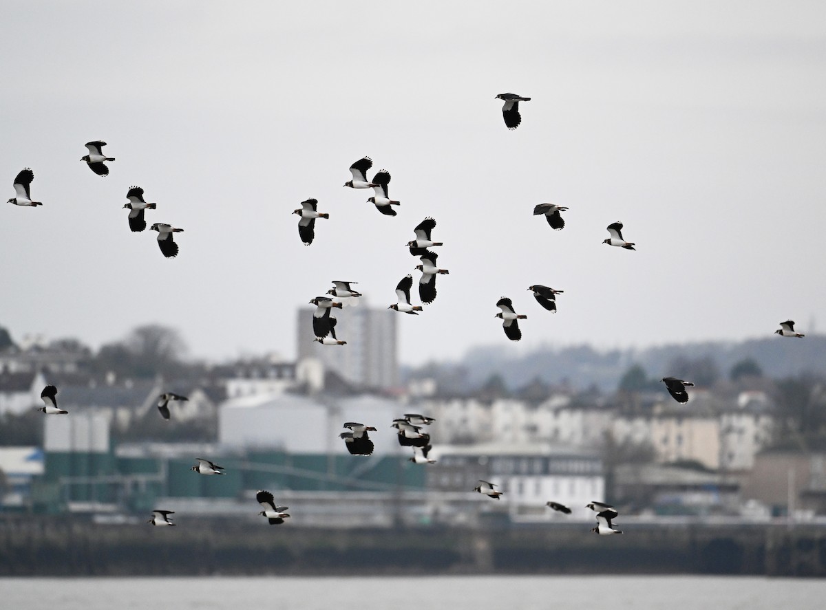 Northern Lapwing - ML614021557
