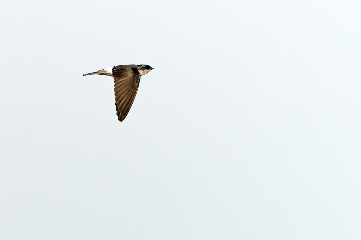 Tumbes Swallow - Daniel López-Velasco | Ornis Birding Expeditions