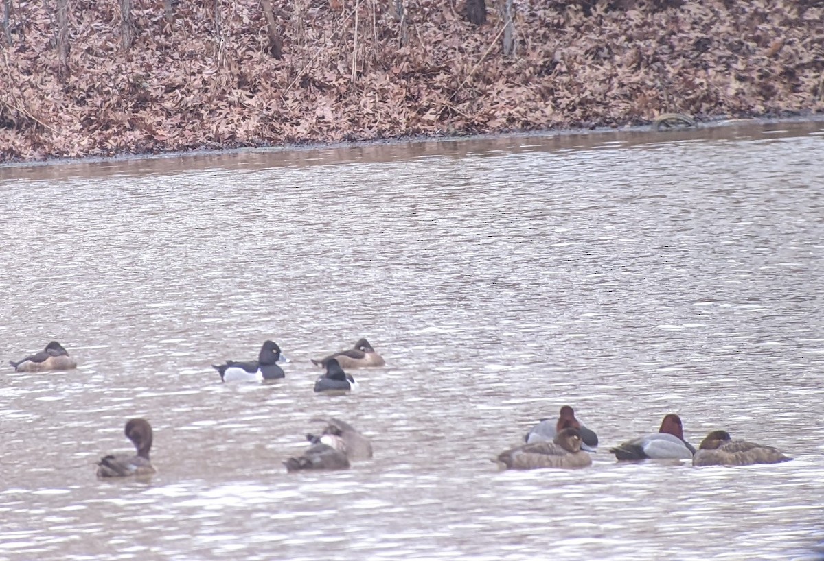 Ring-necked Duck - ML614021754