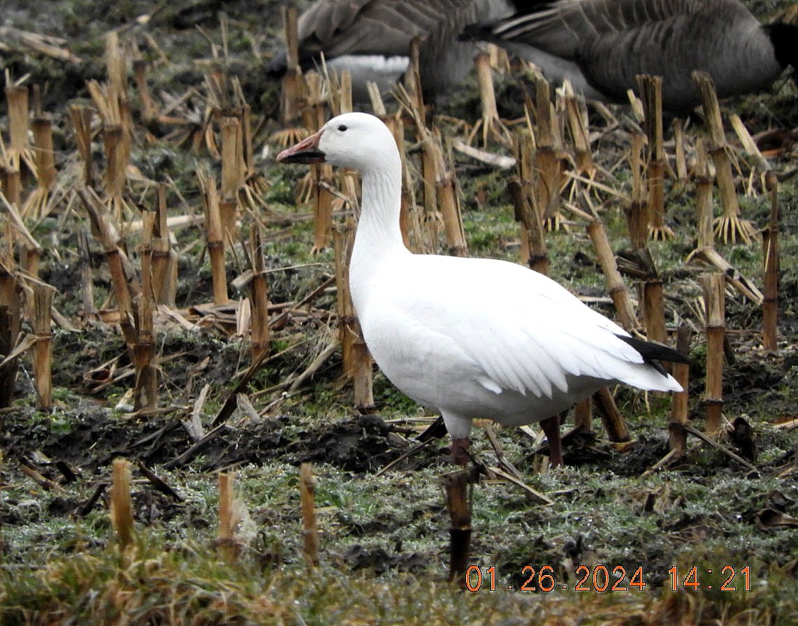 Snow Goose - ML614021767