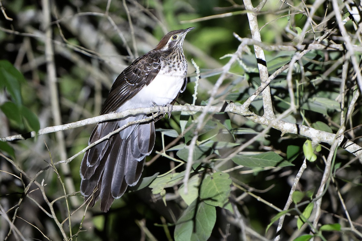 Pheasant Cuckoo - Daniel López-Velasco | Ornis Birding Expeditions
