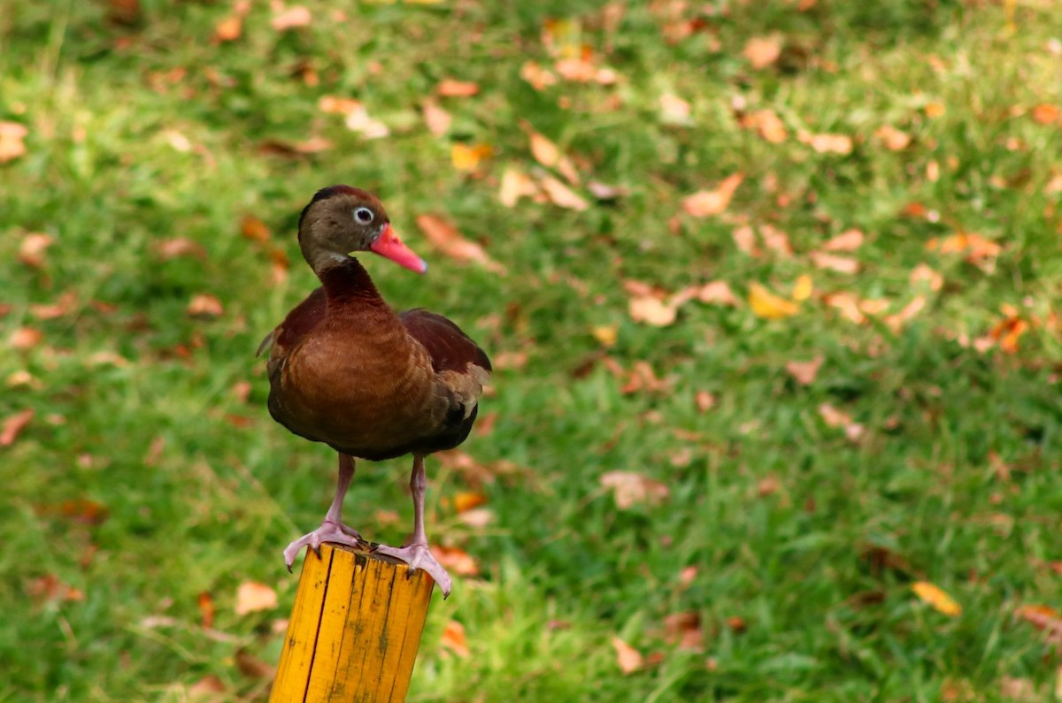 Black-bellied Whistling-Duck - ML614021923