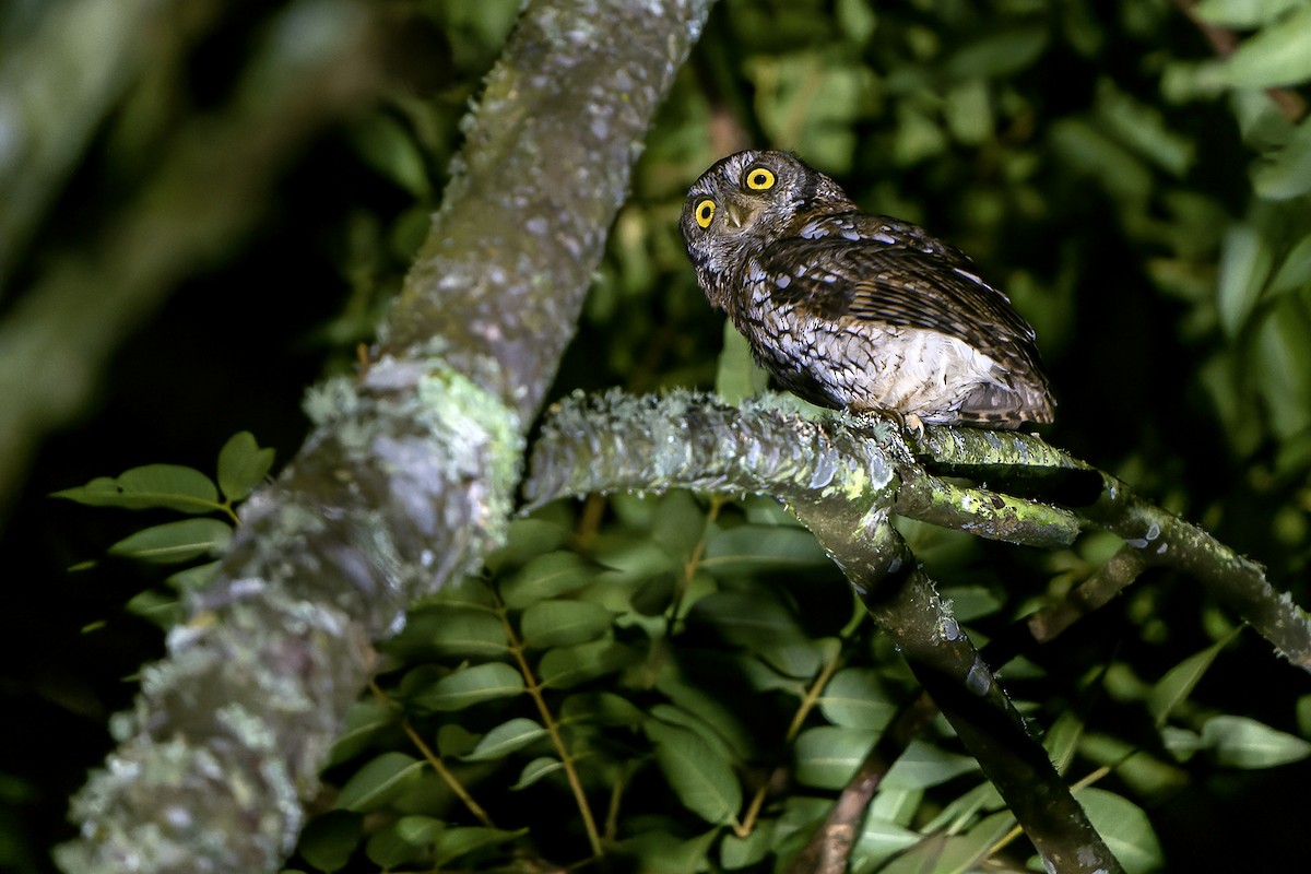 Koepcke's Screech-Owl - Daniel López-Velasco | Ornis Birding Expeditions
