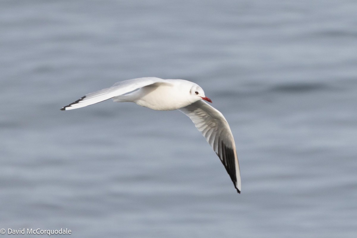 Mouette rieuse - ML614022001
