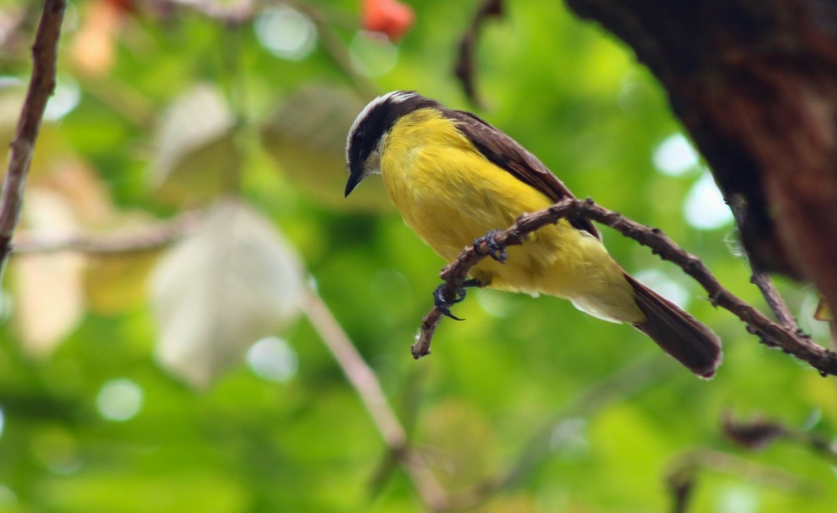 Rusty-margined Flycatcher - ML614022015