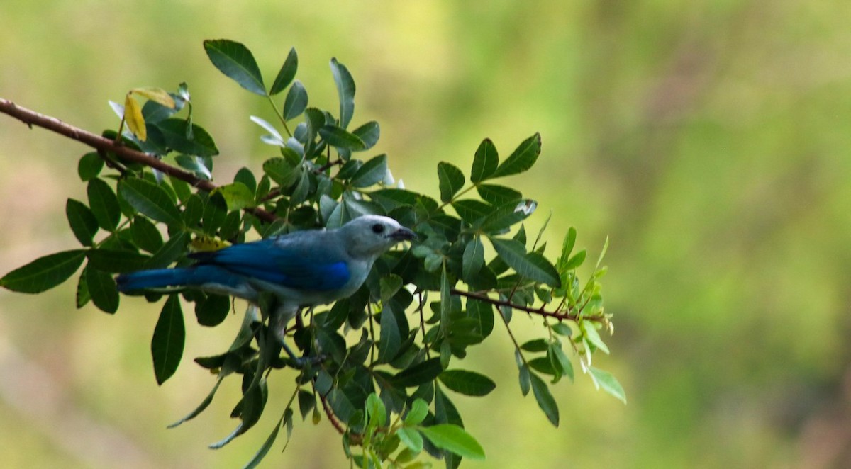 Blue-gray Tanager - ML614022038