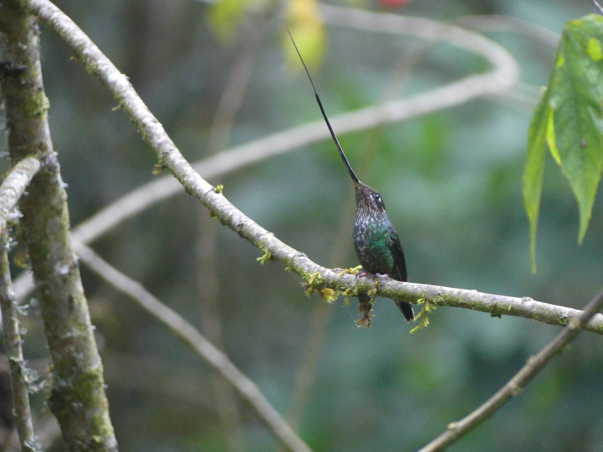 Sword-billed Hummingbird - Andrés Felipe