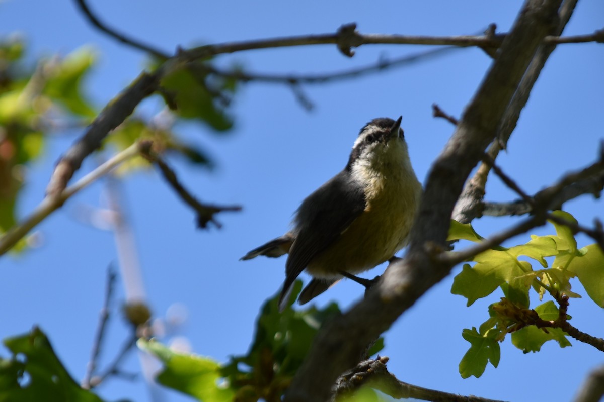Red-breasted Nuthatch - ML61402211