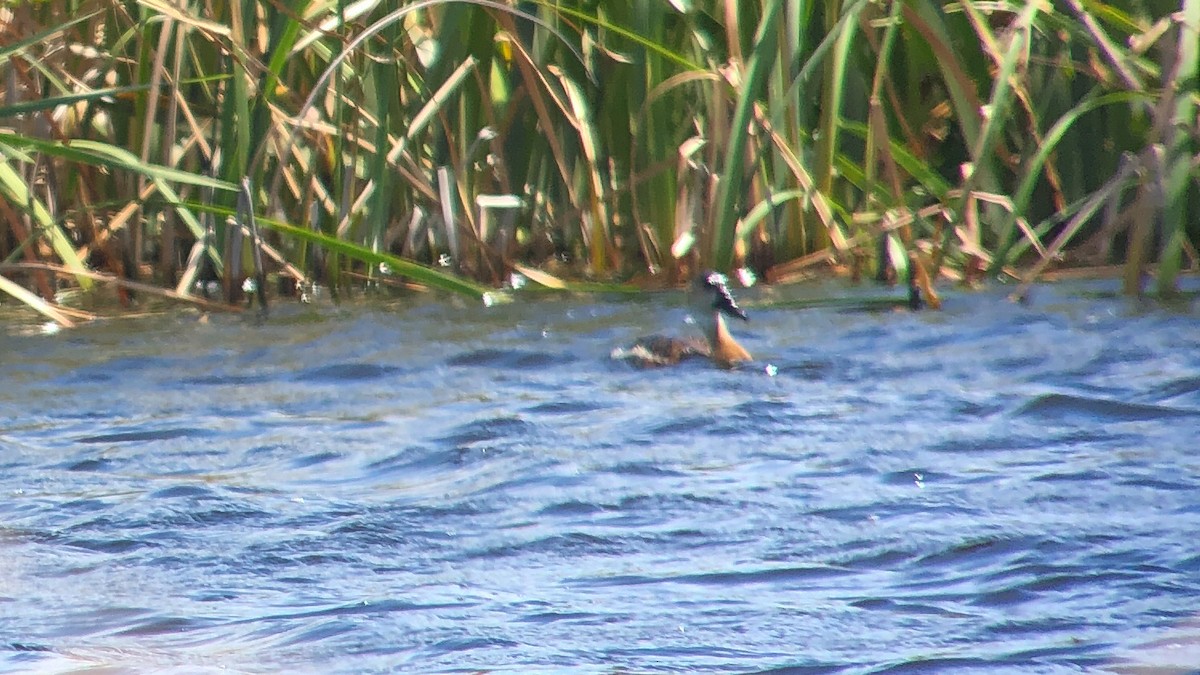 Wandering Whistling-Duck - Jack Winterbottom