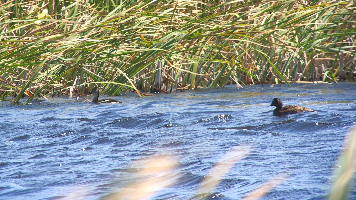 Wandering Whistling-Duck - ML614022120