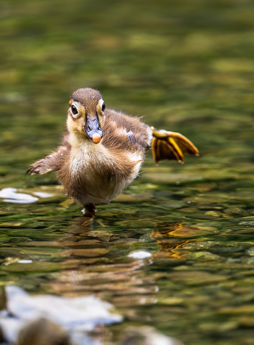 Mandarin Duck - ML614022167