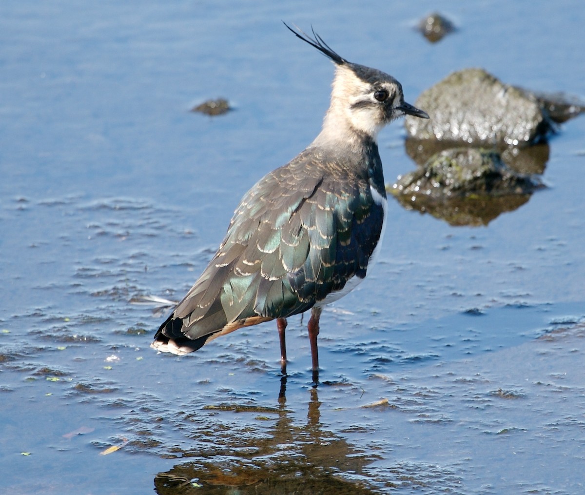 Northern Lapwing - ML614022190