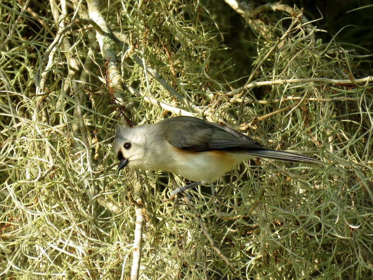 Tufted Titmouse - ML61402221