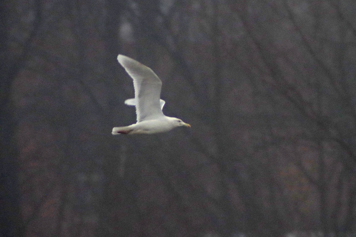 Glaucous Gull - ML614022214