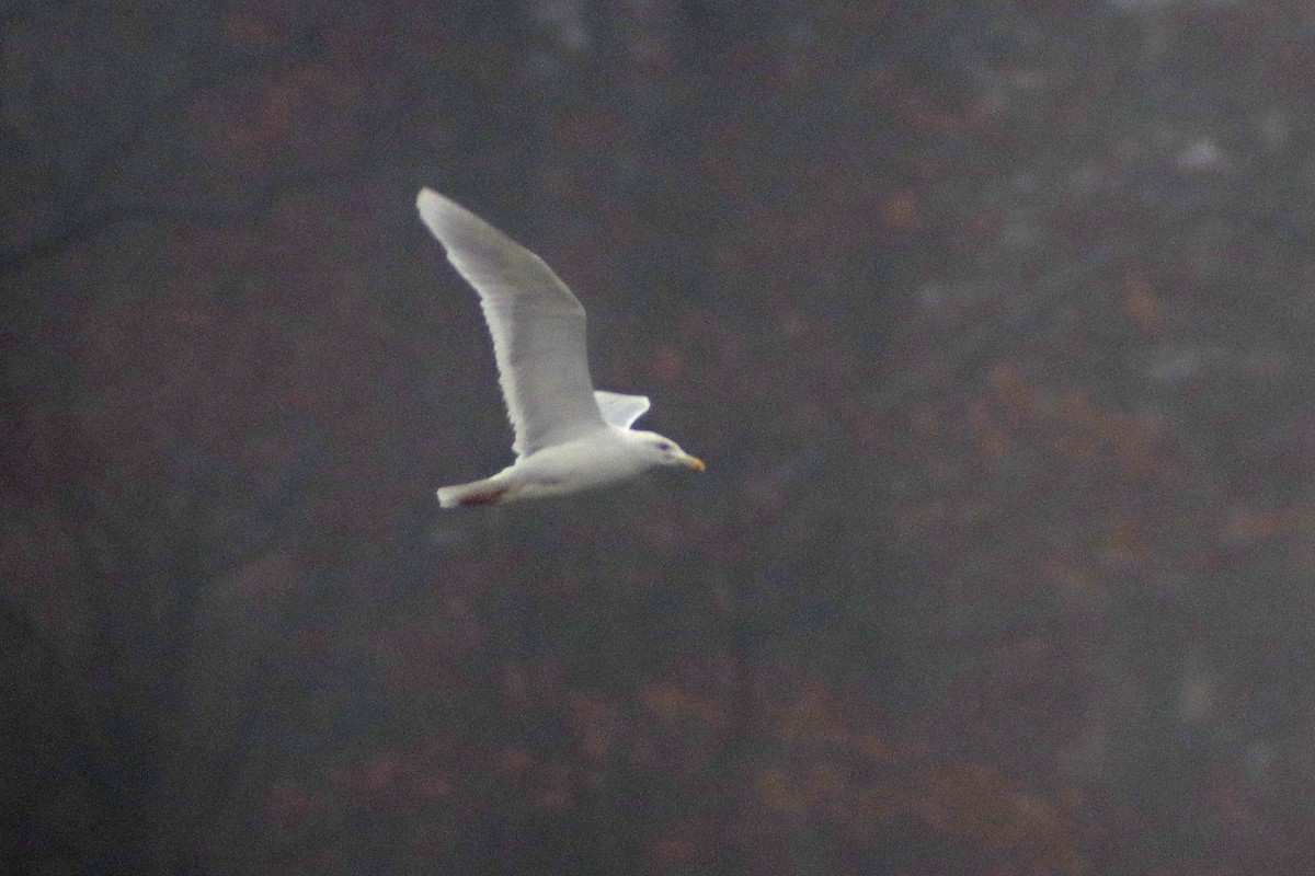 Glaucous Gull - ML614022217