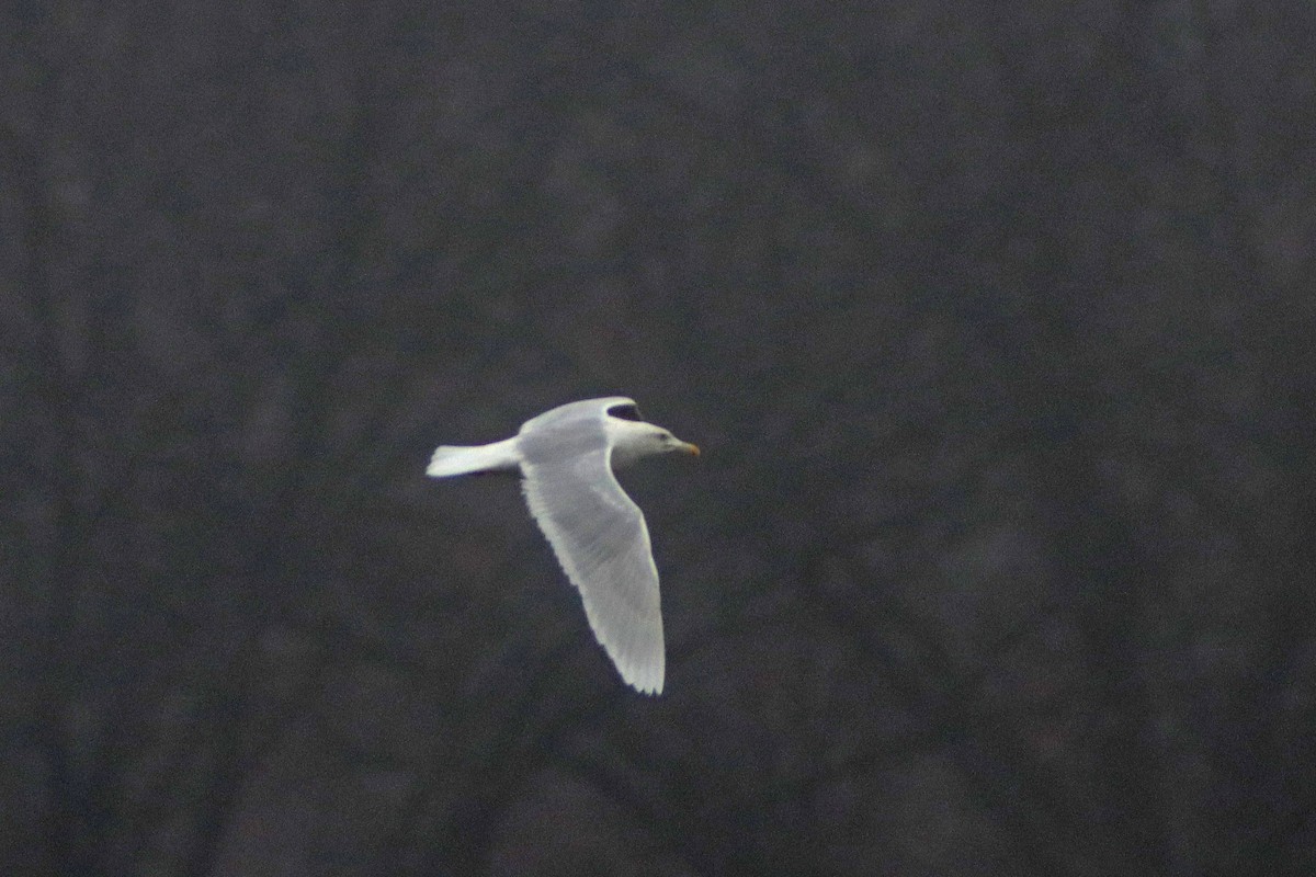 Glaucous Gull - ML614022218