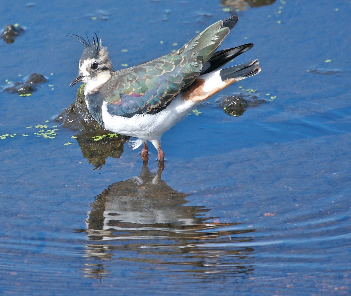 Northern Lapwing - ML614022220