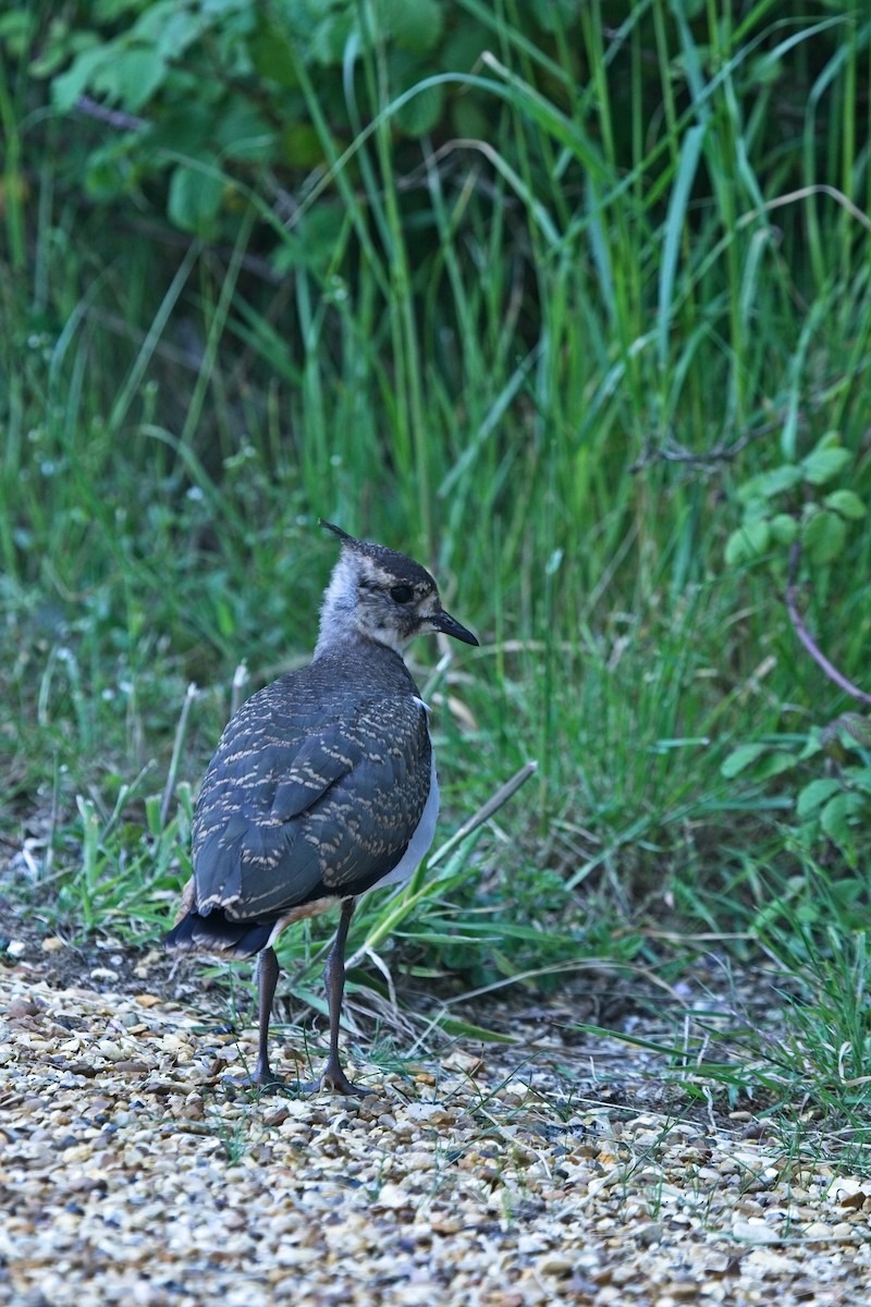 Northern Lapwing - Paul Hammond