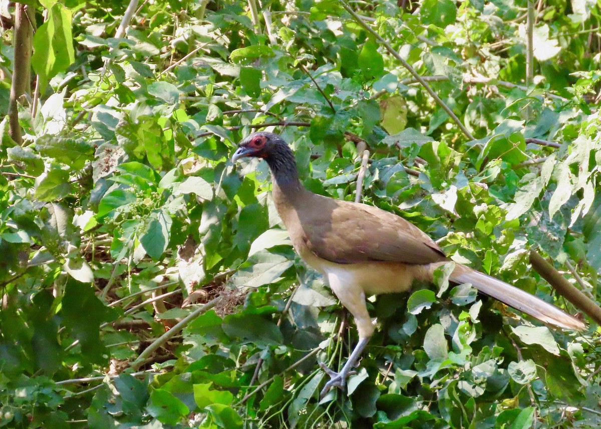 West Mexican Chachalaca - ML614022300