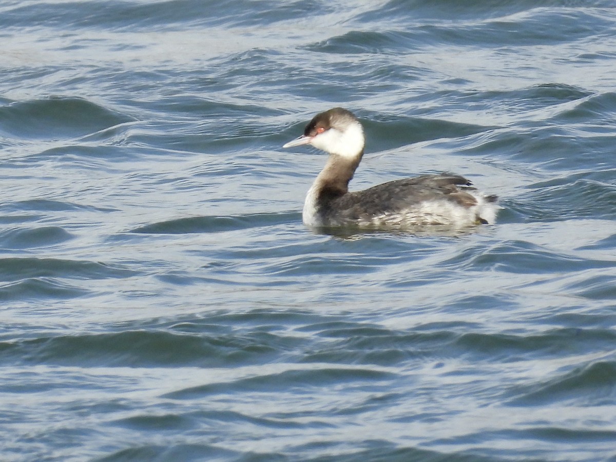 Horned Grebe - Lalla Pudewell