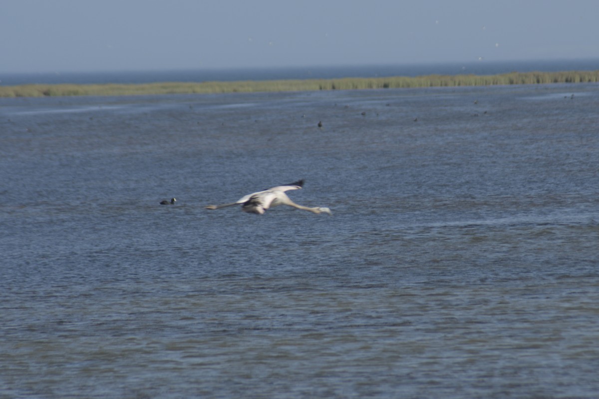 Chilean Flamingo - ML614022316