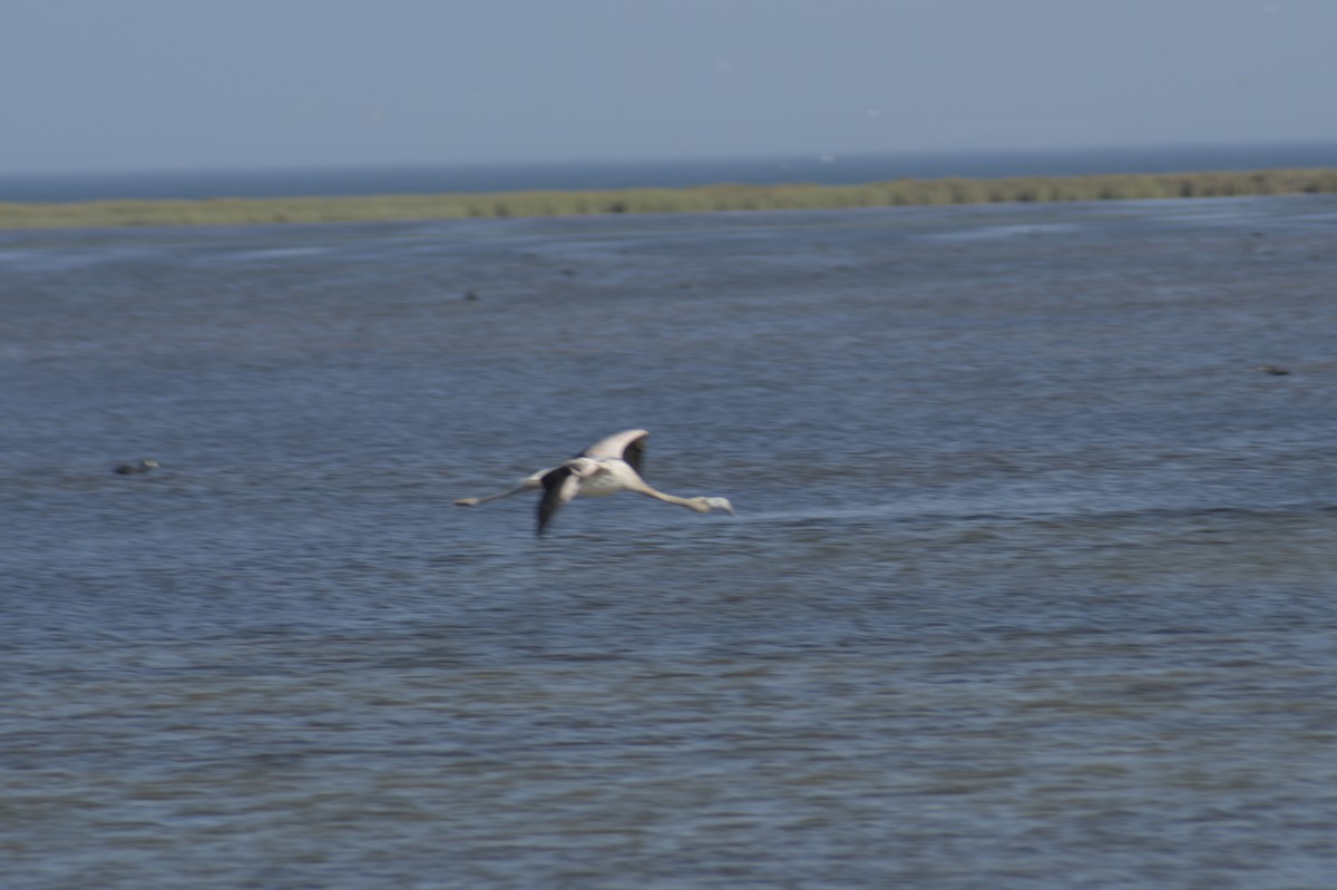 Chilean Flamingo - ML614022325