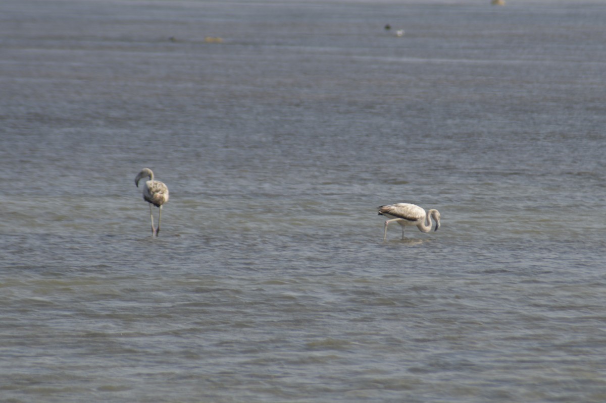 Chilean Flamingo - ML614022353